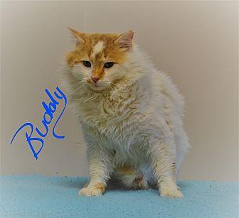 Buddy (20567547)