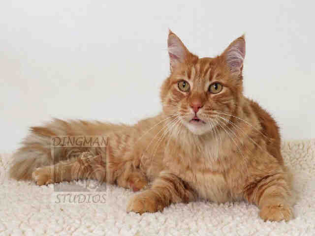 BUDDY (A047370)