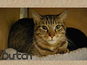 Butch (20937356)