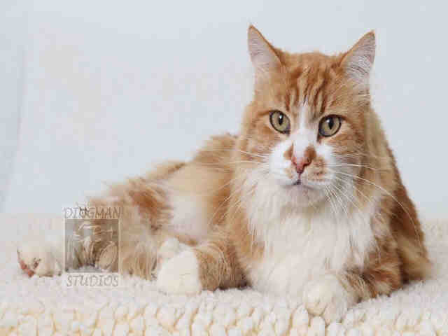 BUTCH (A047369)