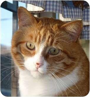 Butterscotch (3728529)