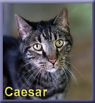 Caesar (18057532)
