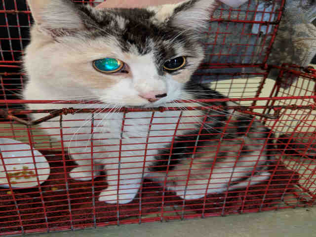 CALI (A074540)