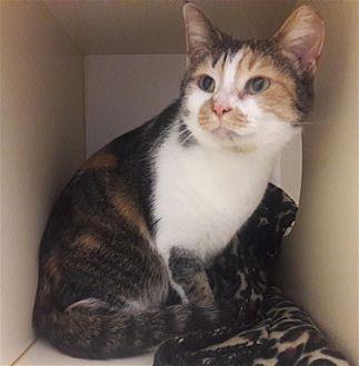 Calico (21064824)