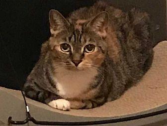 Calista (20177300)