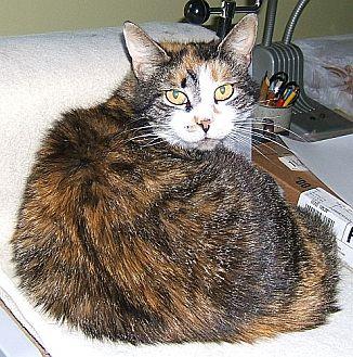 Callie (19905192)