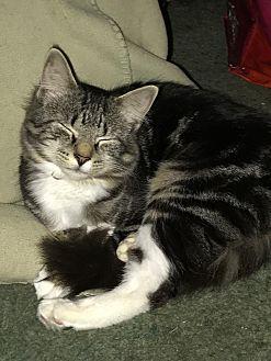 Callie (20078407)