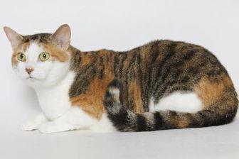 CALLIE (20858205)