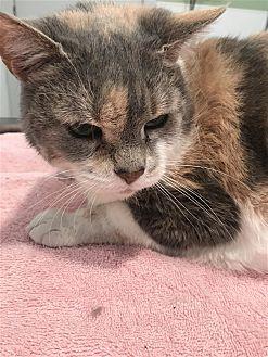 Cally (21081515)