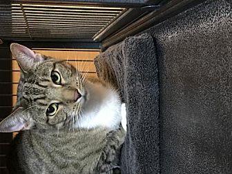 Cally (21104014)