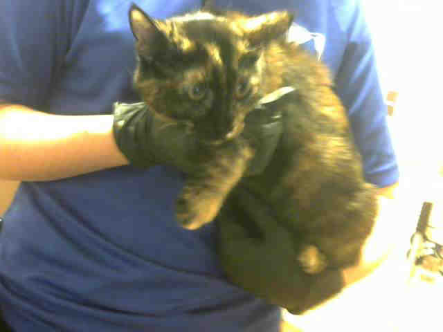 CAMI (A901764)