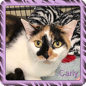 Carly (18380140)