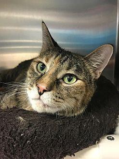 Carmella (20814322)