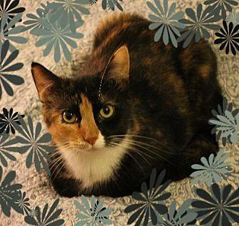 Catnis (10579873)
