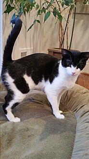CeCe- Purr-m (17179122)