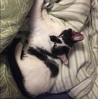 Chai (MS) (21067153)
