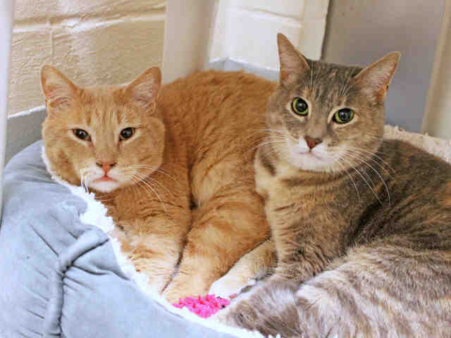 CHANCE (A413672)