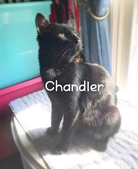 Chandler (18435954)