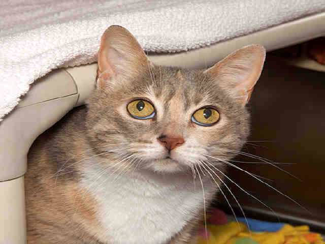 CHANTILLY (A035949)