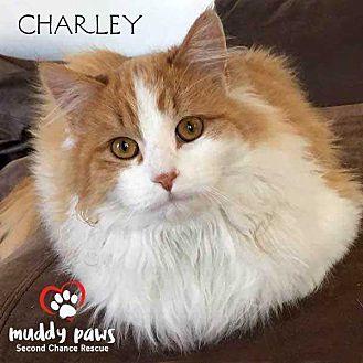 Charley (cat (20576991)