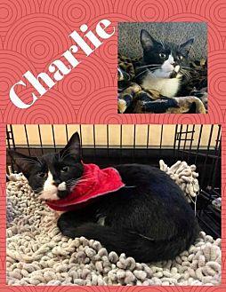 CHARLIE (20925819)