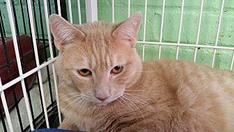 Cheddar (20585886)