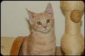 Cheddar (20769202)