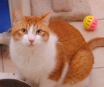 Cheeto (12889090)