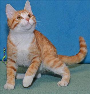 Cheeto (21096316)