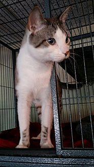 Chester (21093644)