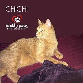 ChiChi (19382368)