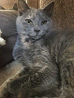 Chinchilla (20177280)