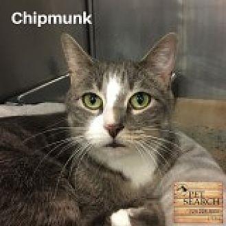 Chipmunk (20621504)