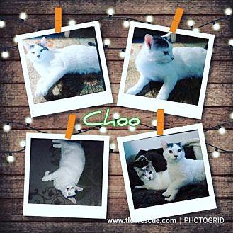 Choo (21075202)