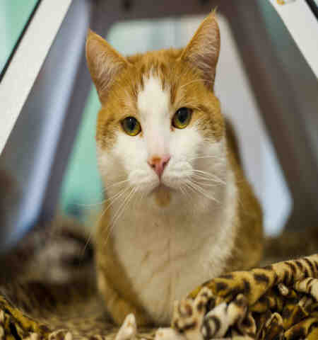 CHUCKY (A118143)