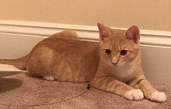 Cilantro (20177285)