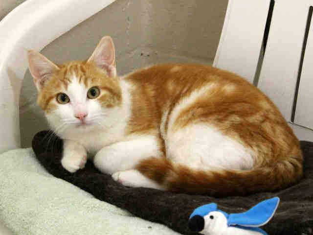 CITRUS (A411900)