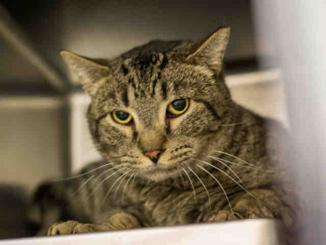 CLAY (A880672)