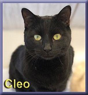 Cleo (19229986)
