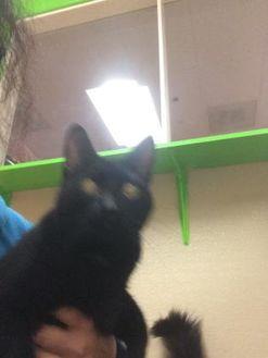 Cleo (20960993)