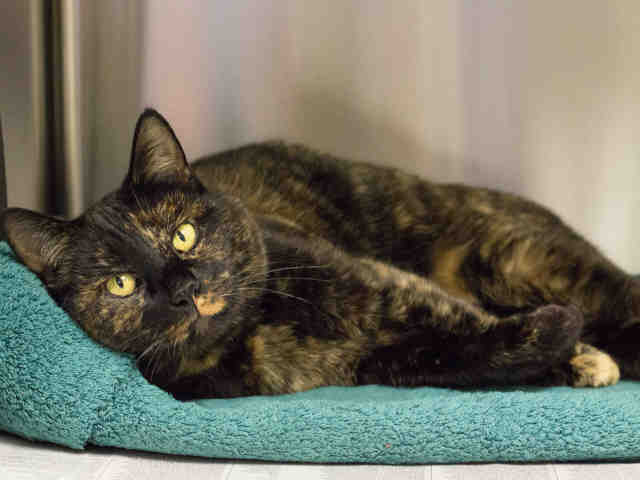 CLEO (A368972)