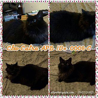 Cleo-Catra (20093908)