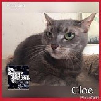 Cloe (20621413)