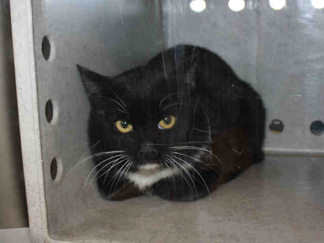 CLOVER TNR (A120483)