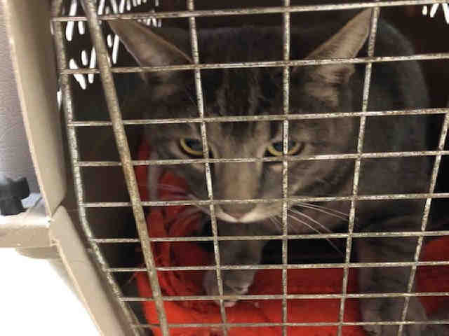 CLYDE (A007345)