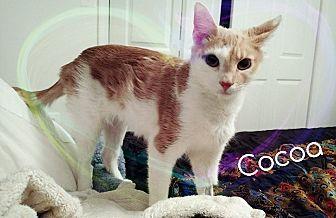 Cocoa (20930216)