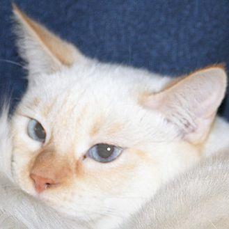 Cotton (21025553)