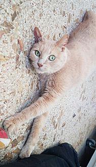 Cougar (20949141)