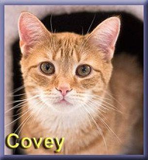 Covey (19614748)