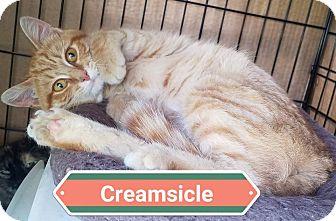 Creamsicle (18238695)